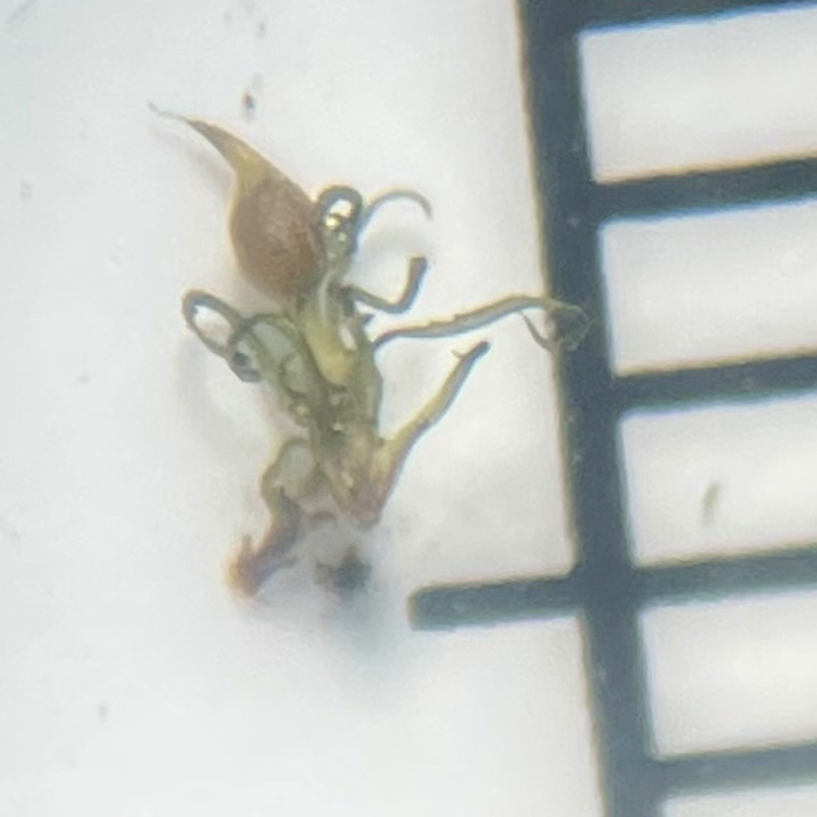 Weissia phascopsis